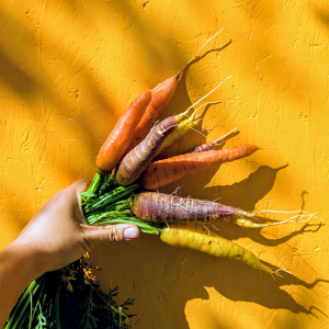 Carottes nouvelles multicolores