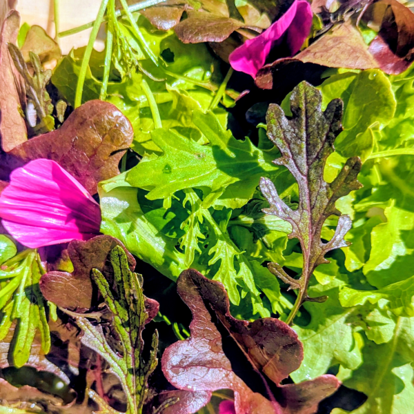 Mesclun