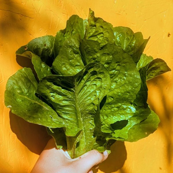 Laitue - Romaine