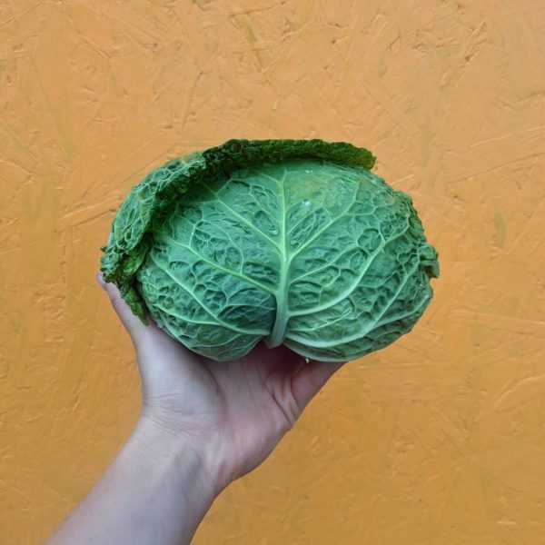 Chou frisé
