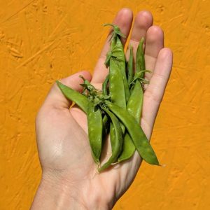 Pois mange-tout (ne s'écossent pas)