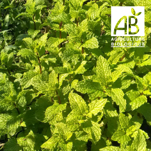 AROMATIQUES - Menthe verte