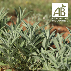 AROMATIQUES - Sauge