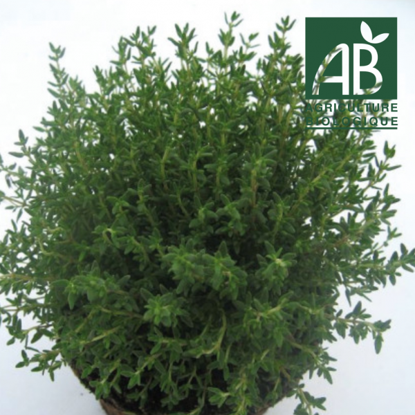 AROMATIQUES - Thym