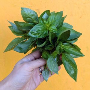 Basilic