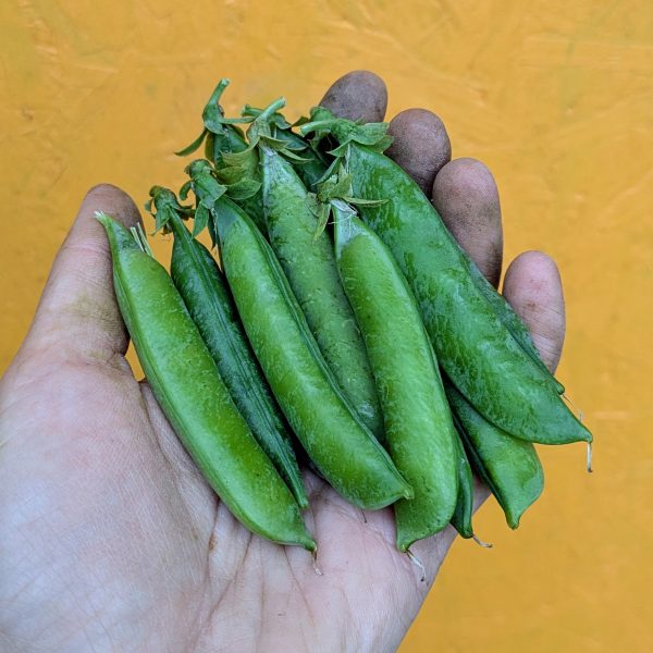 Petit pois (à écosser)
