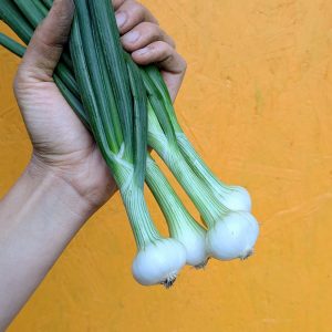 Oignons nouveaux