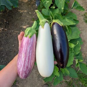 Aubergines mélange