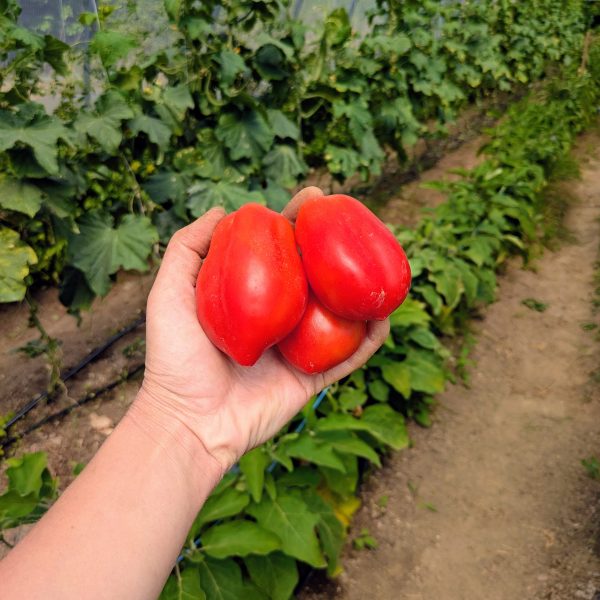 Tomate SAN MARZANO - idéale pour la cuisson