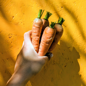 Carottes de conservation