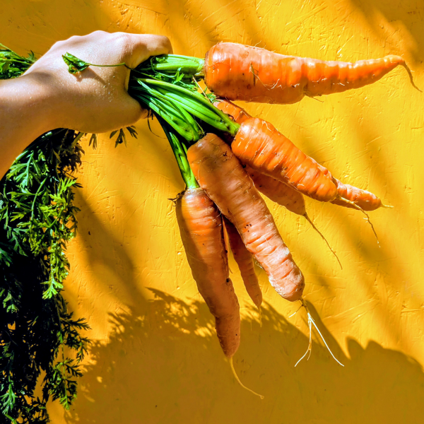 Carottes nouvelles