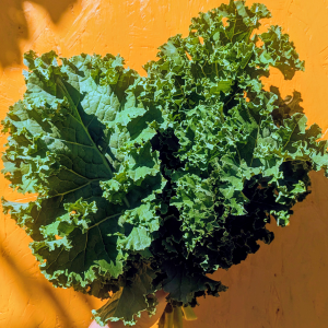 Chou kale