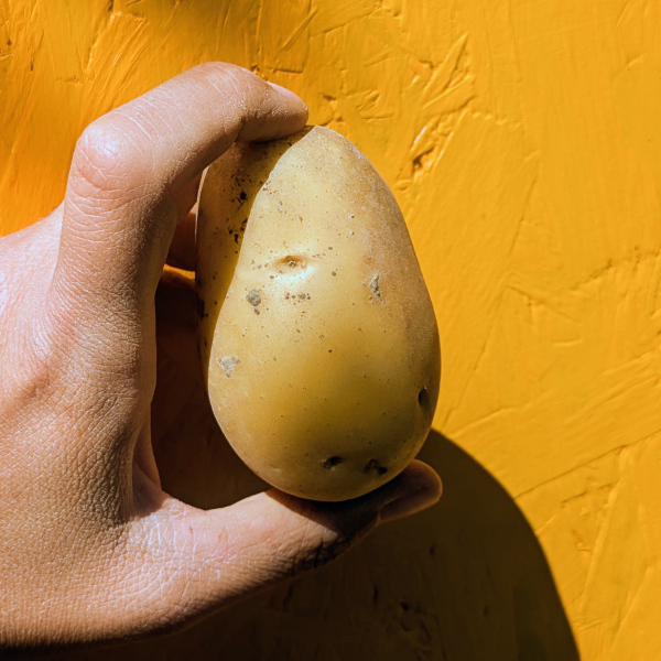 Pdt jaune Pomme de terre de la famille Ditner - Vitabella (chair ferme)