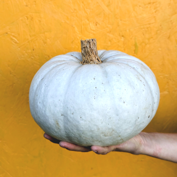 Courge Bleu de Hongrie (à la coupe)