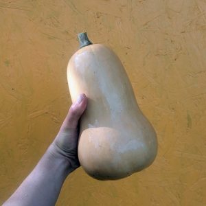 Courge Butternut