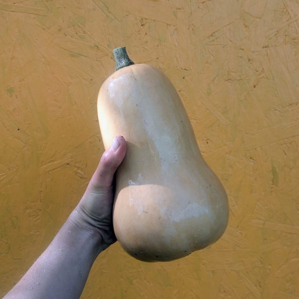 Courge Butternut