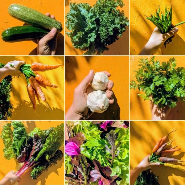 Le panier de la maraîchère