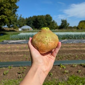 Rutabaga