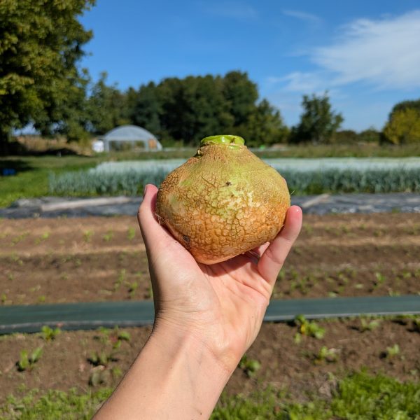 Rutabaga