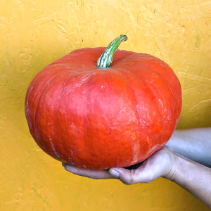 Courge Rouge Vif d'Etampes (à la coupe)