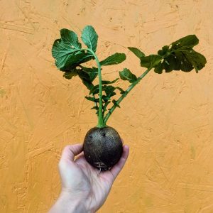 Radis d'hiver noir rond