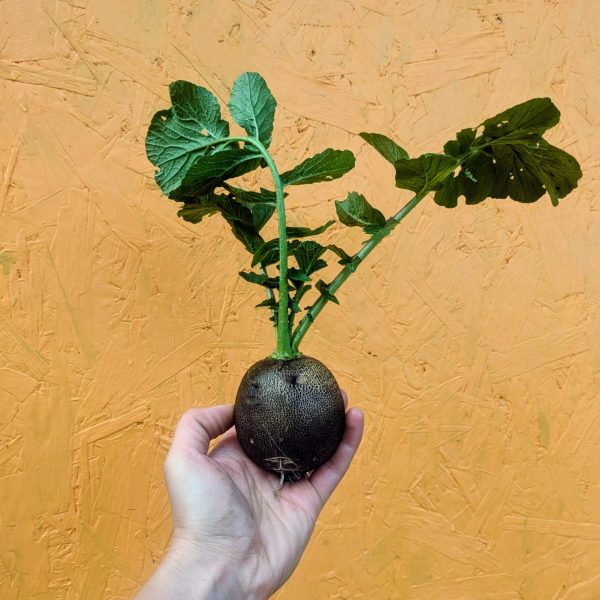 PXL_20251021_112714295~2 Radis d'hiver noir rond