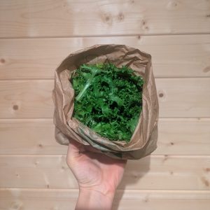 Chicorée frisée (jeunes pousses)