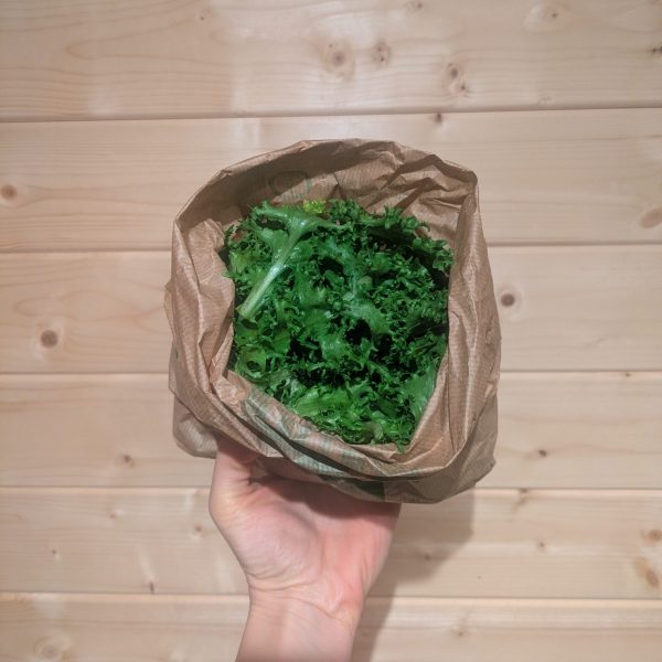 Chicorée frisée (jeunes pousses)