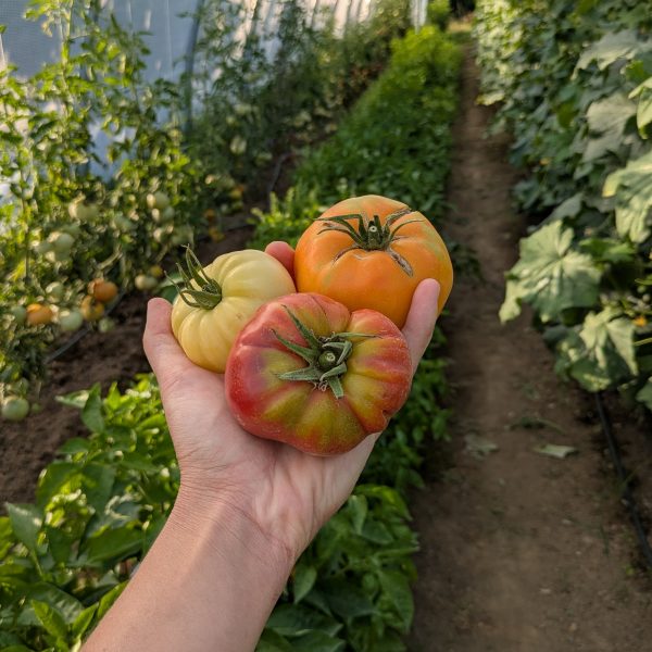 Tomates anciennes mélange