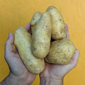 Pomme de terre - Allians (chair ferme)