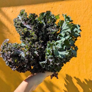 Chou kale rouge